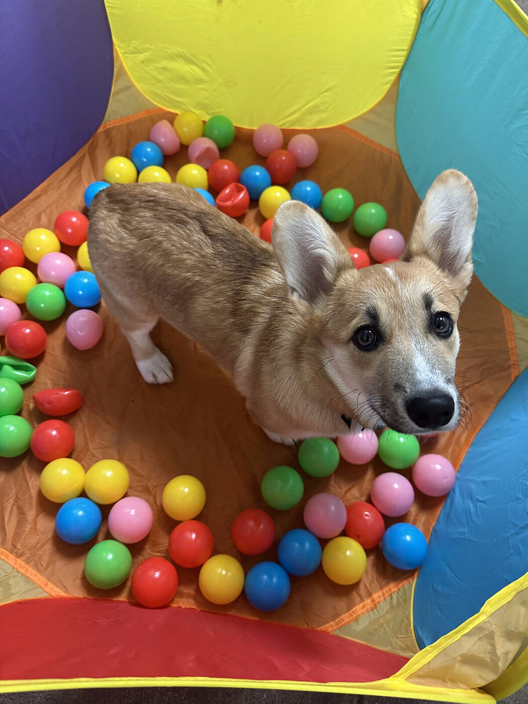 Corgi playing in the ball pit during enrichment time