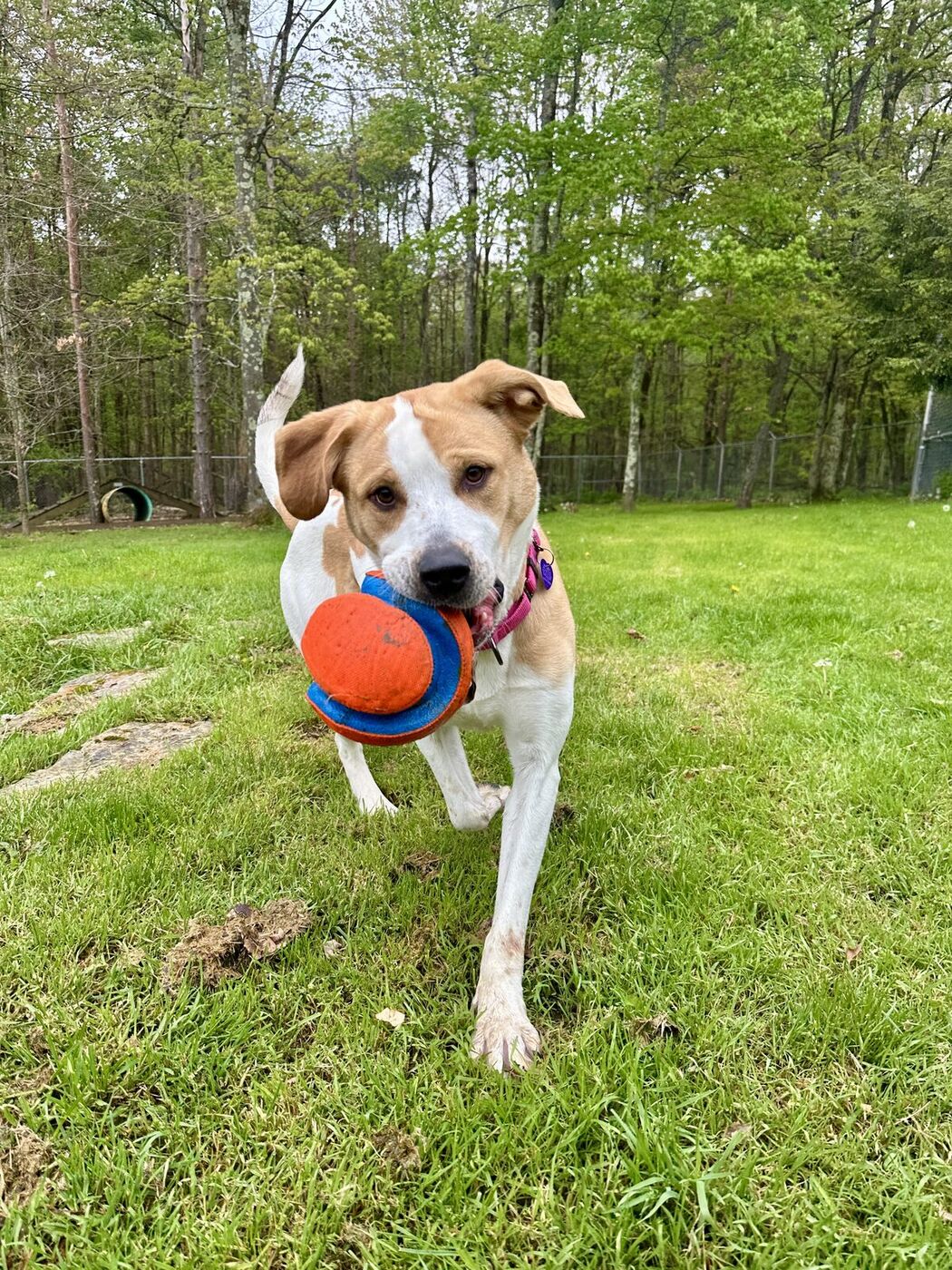 Dog leaping to catch a ball in the big fenced play yard