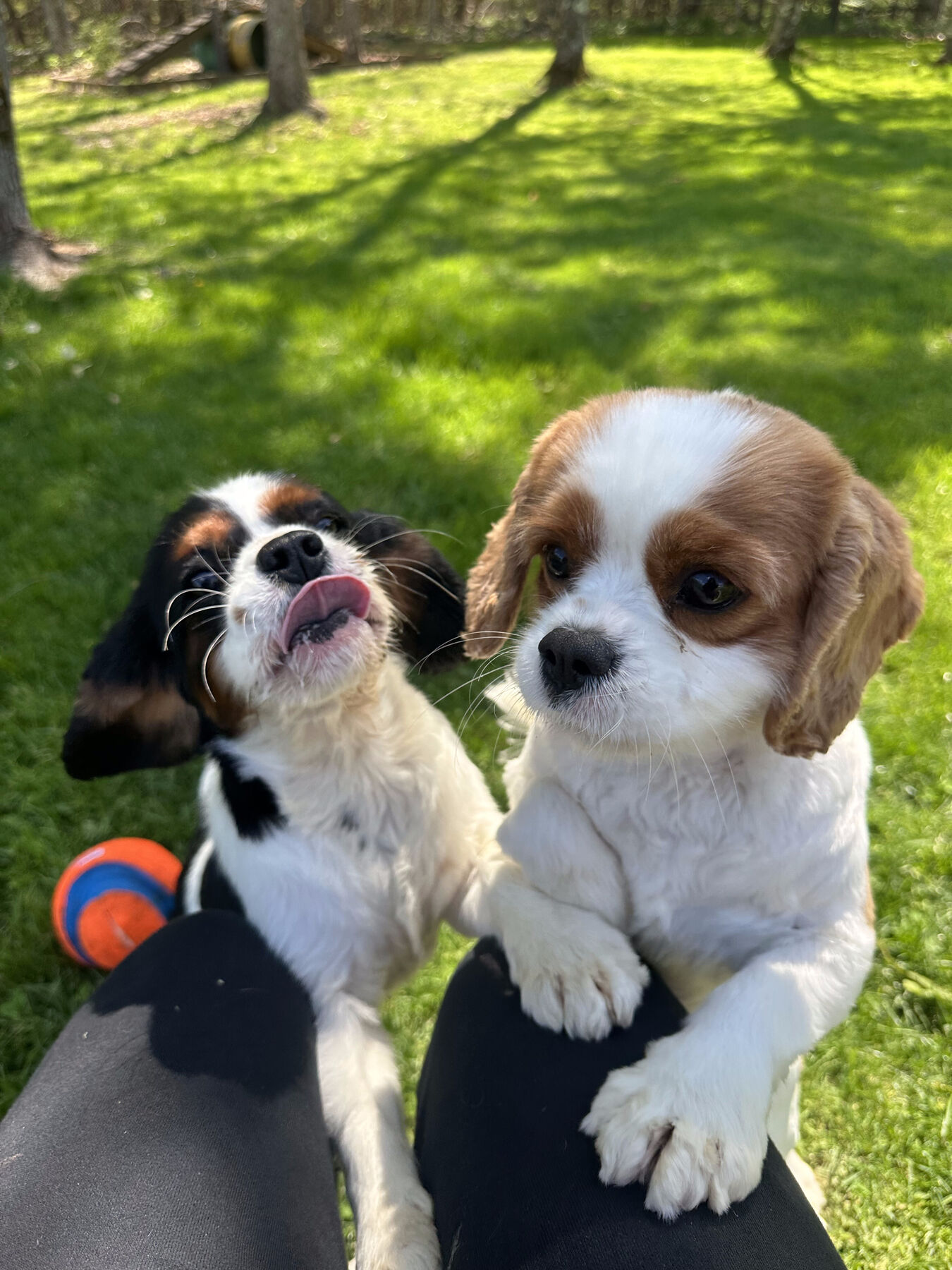 Two happy Cavalier King Charles Spaniel guests in the play yard