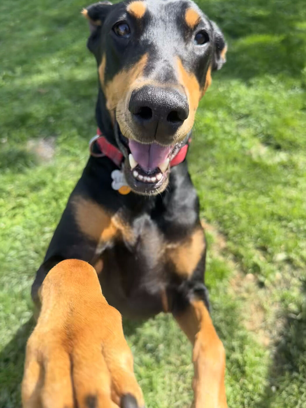 Smiling Doberman guest at Boujee Barn offering a paw