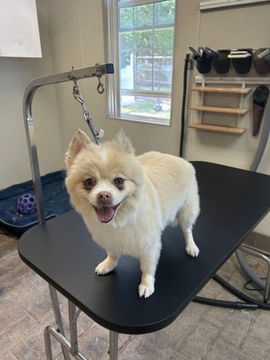Happy Pomeranian standing on the grooming table at Boujee Barn's spa