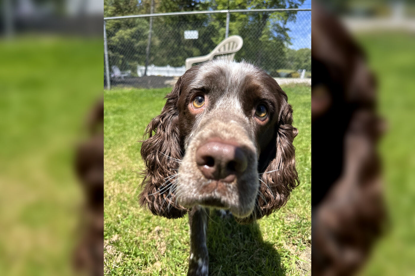 Happy Springer Spaniel guest on the farm at Boujee Barn